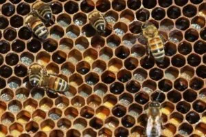 panal de abeja - tripofobia
