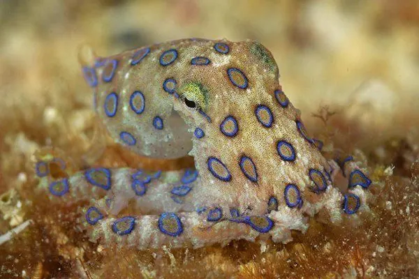 pulpo anillos azules tripofobia